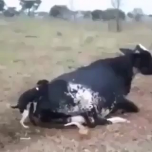 Dog Vs Cow
