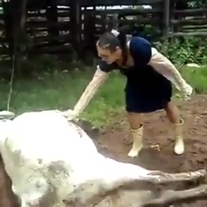Dont Pet The Pregnant Cow