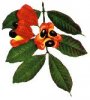 ackee.JPG