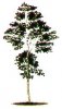 tree.JPG