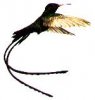 bird.JPG