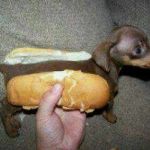 Hot Dog