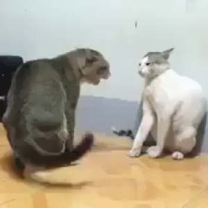 Cat Fight