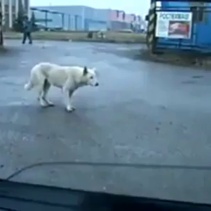 Dancing Dog