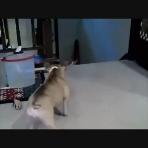 Dog Vs Cat